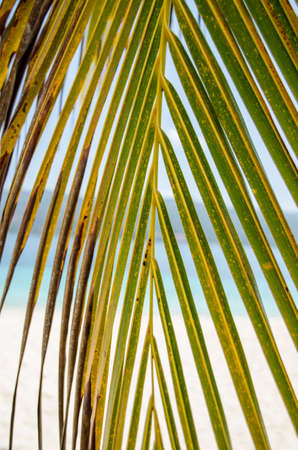 Palm Leafの写真素材