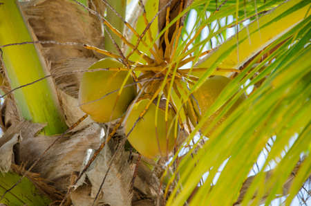 Palm with cocosnut in the Dominican Republicの写真素材