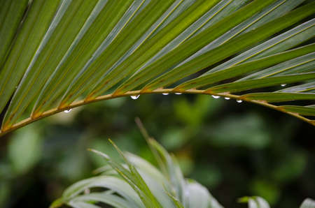 Leaf of a Palmの写真素材