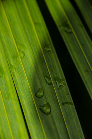 Leaf of a Palmの写真素材