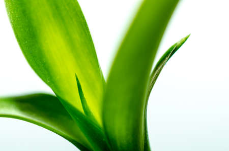 Green Bamboo with white backgroundの写真素材