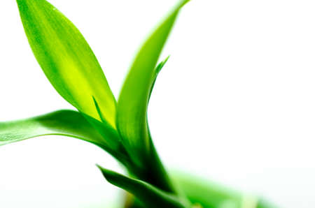 Green Bamboo with white backgroundの写真素材