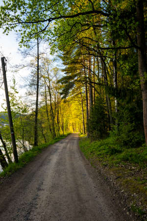 Path with sun and trees in the bavarian forestの写真素材