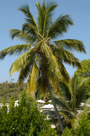 Palm with clouds on the sky in the Dominican Republicの写真素材