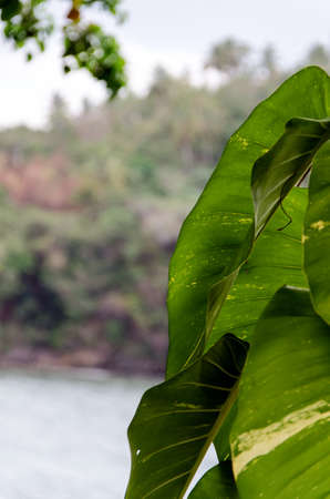 Palm with clouds on the sky in the Dominican Republicの写真素材