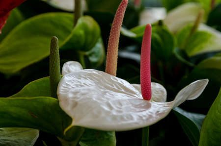 Blossom of a palmの写真素材