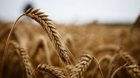 Closeup of wheat and cereals in the bavarian forestの写真素材