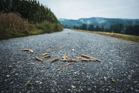 Wheat on the Road with dog behind in the bavarian forestの写真素材