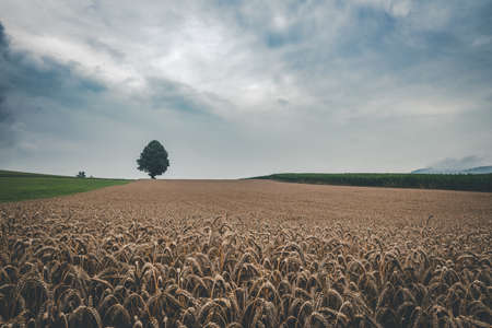 Lonely Tree with clouds on the sky and a Field of Wheat in front of in the bavarian forestの写真素材