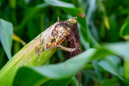 Closeup of a Corncob