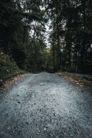 Path through the forest with leaf and green tress in the bavarian forest