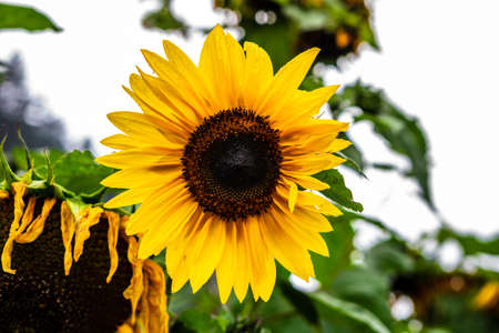 Sunflower with Water drops on the yellow leaf in a field of flowers in the summerの写真素材