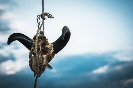 Skull of a Animal Headの写真素材