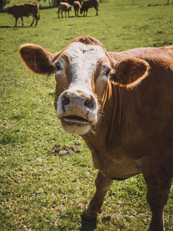 Nice Cow in the nature in the bavarian forest outdoor isolatedの写真素材
