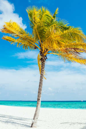 Palm tree on the white beach with a turquoise ocean and blue sky at the maldivesの写真素材