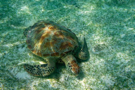 Green sea turtle at the maldives seen while diving and snorkeling underwater with the great turtle animalの写真素材