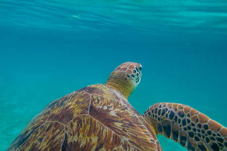 Green sea turtle at the maldives seen while diving and snorkeling underwater with the great turtle animalの写真素材