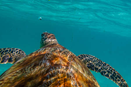 Green sea turtle at the maldives seen while diving and snorkeling underwater with the great turtle animalの写真素材