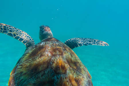 Green sea turtle at the maldives seen while diving and snorkeling underwater with the great turtle animalの写真素材