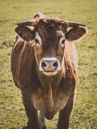 Nice Cow in the nature in the bavarian forest outdoor isolatedの写真素材