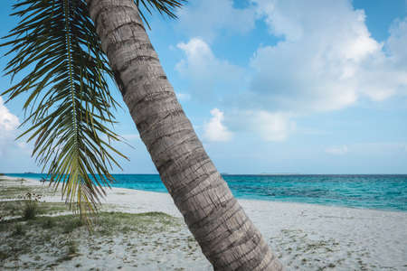 Palm tree on the white beach with a turquoise ocean and blue sky at the maldivesの写真素材