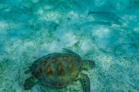 Green sea turtle at the maldives seen while diving and snorkeling underwater with the great turtle animalの写真素材
