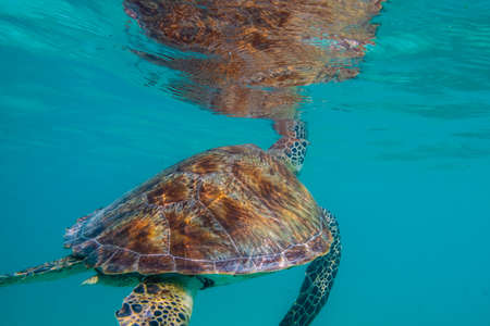 Green sea turtle at the maldives seen while diving and snorkeling underwater with the great turtle animalの写真素材