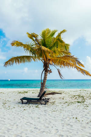 Palm tree on the white beach with a turquoise ocean and blue sky at the maldivesの写真素材