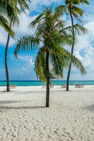 Palm tree on the white beach with a turquoise ocean and blue sky at the maldivesの写真素材