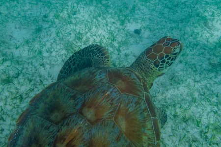 Green sea turtle at the maldives seen while diving and snorkeling underwater with the great turtle animalの写真素材