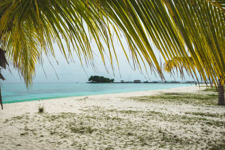 Palm tree on the white beach with a turquoise ocean and blue sky at the maldivesの写真素材