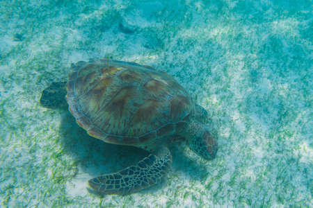 Green sea turtle at the maldives seen while diving and snorkeling underwater with the great turtle animalの写真素材
