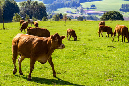 Nice Cow in the nature in the bavarian forest outdoor isolatedの写真素材