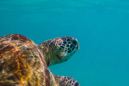 Green sea turtle at the maldives seen while diving and snorkeling underwater with the great turtle animalの写真素材