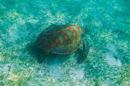 Green sea turtle at the maldives seen while diving and snorkeling underwater with the great turtle animalの写真素材