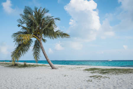 Palm tree on the white beach with a turquoise ocean and blue sky at the maldivesの写真素材