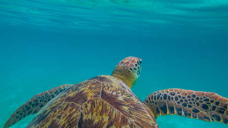 Green sea turtle at the maldives seen while diving and snorkeling underwater with the great turtle animalの写真素材