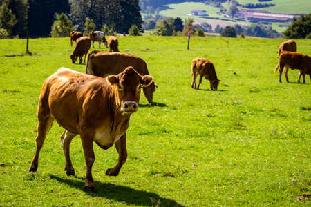Nice Cow in the nature in the bavarian forest outdoor isolatedの写真素材