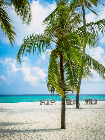 Palm tree on the white beach with a turquoise ocean and blue sky at the maldivesの写真素材