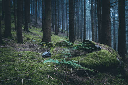 rock with moss in a forest with fog in the background between the trees and misty weather in the bavarian forest in the autumnの写真素材