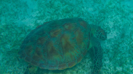 Green sea turtle at the maldives seen while diving and snorkeling underwater with the great turtle animalの写真素材