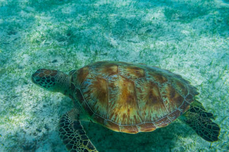 Green sea turtle at the maldives seen while diving and snorkeling underwater with the great turtle animalの写真素材