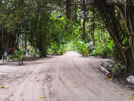 A small jungle in the middle of the Maldives with sandy paths and sun rays through the jungleの写真素材