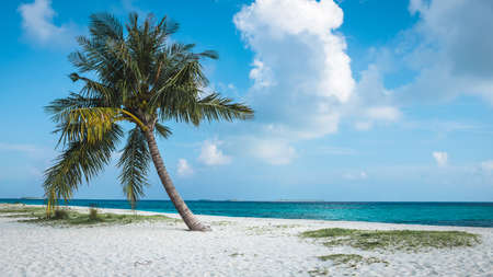 Palm trees on the white sand beach of the Maldives with clouds in the blue sky and turquoise seaの写真素材