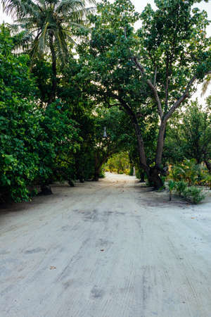 A small jungle in the middle of the Maldives with sandy paths and sun rays through the jungleの写真素材