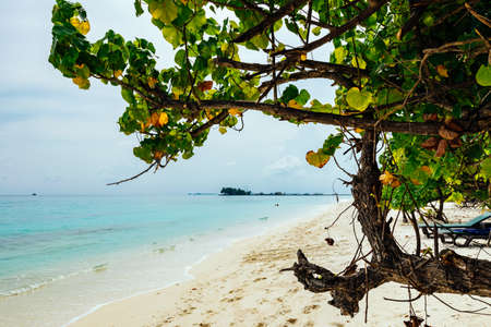 Maldives with turquoise clear water and many palm trees and clouds in the skyの写真素材