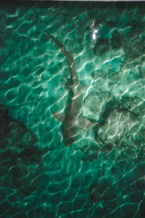 Shark at the maldivesの写真素材