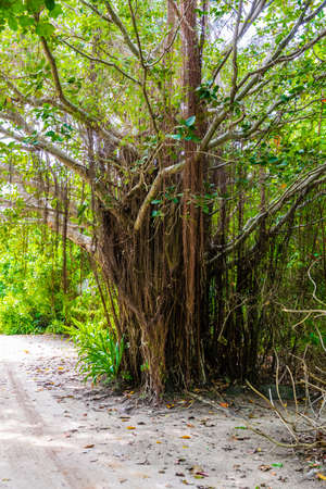 A small jungle in the middle of the Maldives with sandy paths and sun rays through the jungleの写真素材