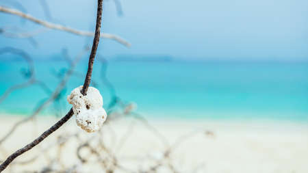 Coral on the white sandy beach of the Maldivesの写真素材