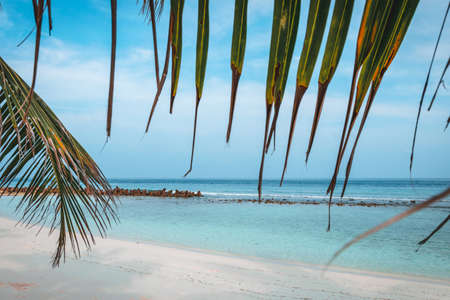 Palm tree on the white beach with a turquoise ocean and blue sky at the maldivesの写真素材